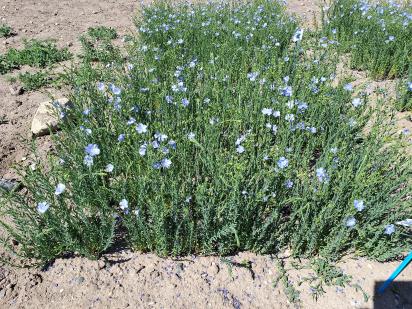 Click for 1 image(s) for this accession.